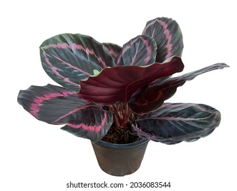 Calathea roseopicta 'Princes Jessie' bush in the pot, beautiful tropical foliage plant, isolated on white background. 