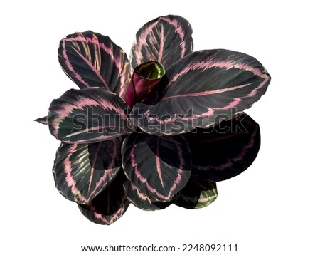 Calathea roseopicta 'Princess Jessie bush with beautiful leaves isolated on white background. Tropical foliage plant.