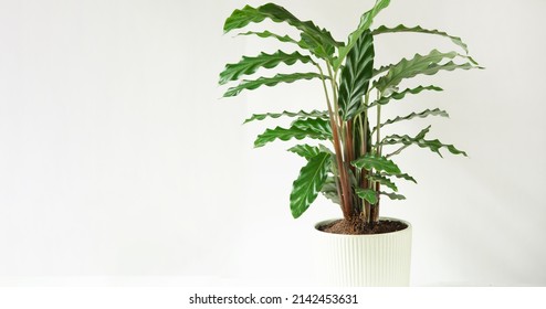 Calathea Rufibarba Green Velvet Leaf Close-up. Potted House Plants, Green Home Decor, Care And Cultivation, Marantaceae Variety.