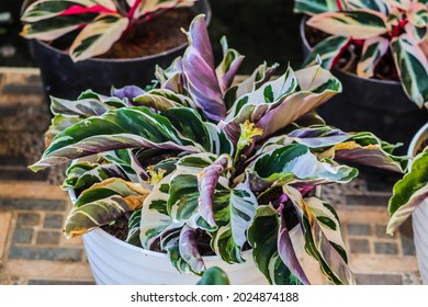 Calathea tissue ornamental plant. only about 30 to 50 cm high. The leaves grow in clusters or overlap one another, but are still neatly arranged. - Shutterstock ID 2024874188