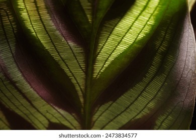 Calathea, a tropical plant genus, is known for its decorative, patterned leaves. Native to the Americas, it thrives in low light and high humidity. - Powered by Shutterstock