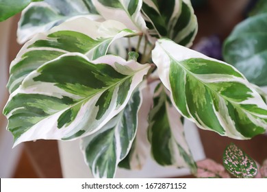 Calathea White Fusion closeup. View from above. Concept house plants - Shutterstock ID 1672871152