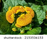 Calceolaria also called lady
