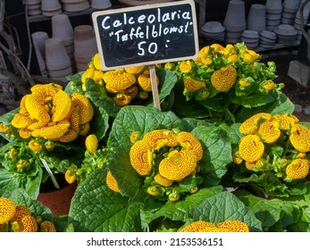 Calceolaria also called lady's purse, slipper flower and pocketbook flower, or slipperwort, is a genus of plants in the family Calceolariaceae, sometimes classified in Scrophulariaceae by some authors