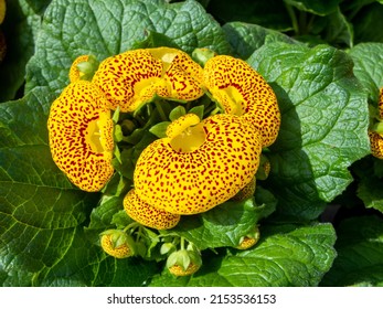 Calceolaria also called lady's purse, slipper flower and pocketbook flower, or slipperwort, is a genus of plants in the family Calceolariaceae, sometimes classified in Scrophulariaceae by some authors