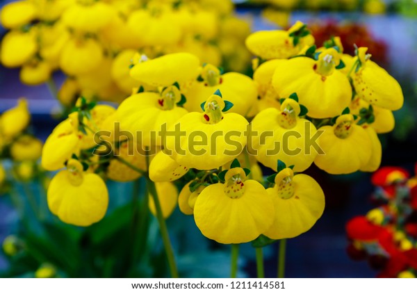 Calceolaria\
Herbeohybrida flowers in the store ( Herbeohybrida Voss, Lady\'s\
purse, slipper and pocketbook slipperwort\
)