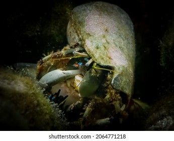 Calcinus Laevimanus In The Deep Sea In Dubai .