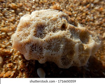 Calcium Carbonate Coral Skeleton On A Beach