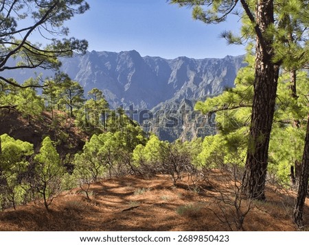 Caldera de Taburiente framed by Canarian pines - Panoramic view of the massive, rugged cliffs and vast landscape of the Caldera de Taburiente National Park framed by bright Canary pine trees.