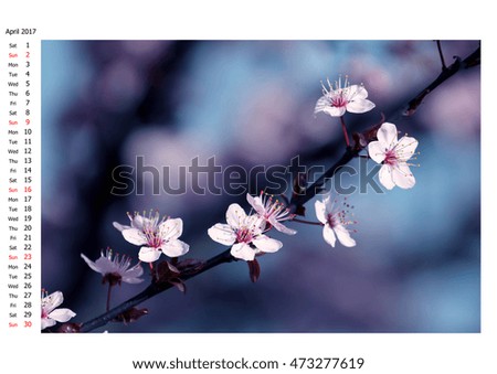 Japanese Spring Blossom