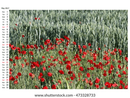 Image, Stock Photo Field full of poppies Trip