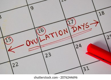 Calendar Reminder Of Ovulation Days. Women's Reproductive Health, Medical Concept. 