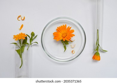 calendula background composition laboratory glassware with sprigs of calendula top view 