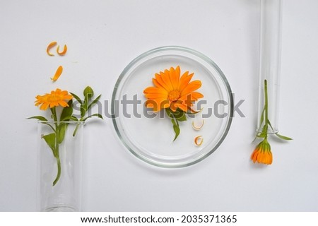 calendula background composition laboratory glassware with sprigs of calendula top view 