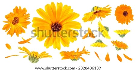 Calendula. Collection of marigold flowers and petals isolated on a white background.