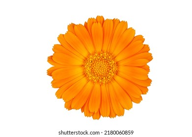 Calendula flower isolated on white background - Powered by Shutterstock