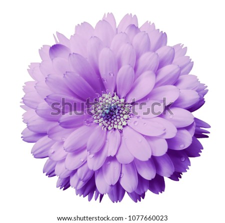 Calendula flower light violet with dew on a white isolated background with clipping path. Closeup. Nature..