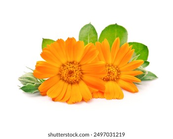 Calendula flower on white backgrounds.Medical herbs. - Powered by Shutterstock