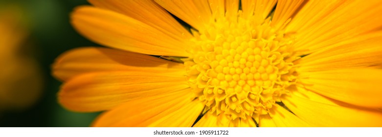 calendula flower orange color in full bloom zoomed in. bud and petals of marigold close up. banner - Powered by Shutterstock