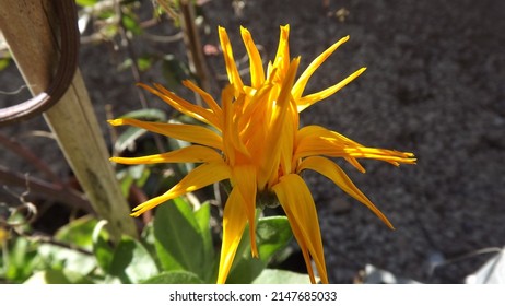  calendula flower. Picture taken with my Fujifilm FinePix