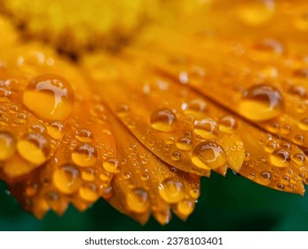 Calendula flower in water drops..