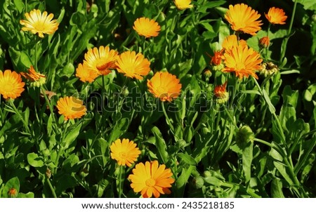 calendula flowers growing on a bed in a flower garden