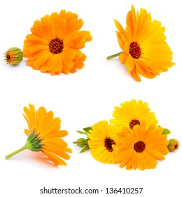 Calendula Flowers Isolated On White