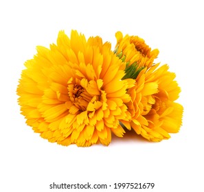 16,248 Calendula officinalis Images, Stock Photos & Vectors | Shutterstock