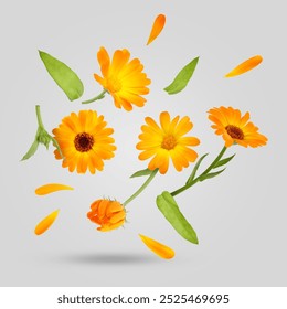 Calendula flowers and leaves falling on grey background - Powered by Shutterstock