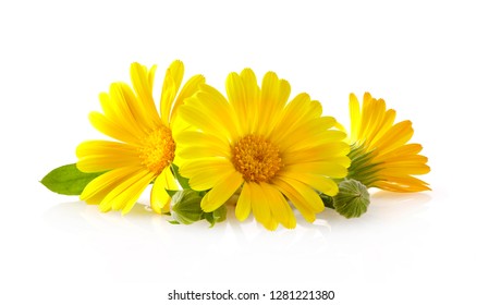 Calendula. Flowers with leaves isolated on white