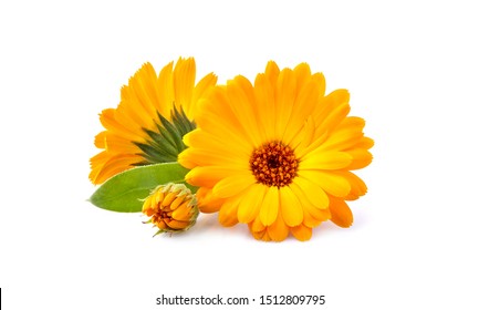 Calendula. Flowers with leaves isolated on white