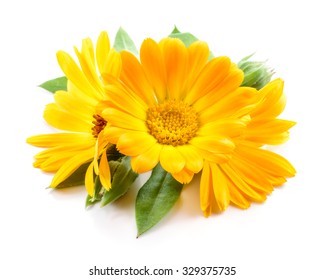 Calendula. Flowers with leaves isolated on white