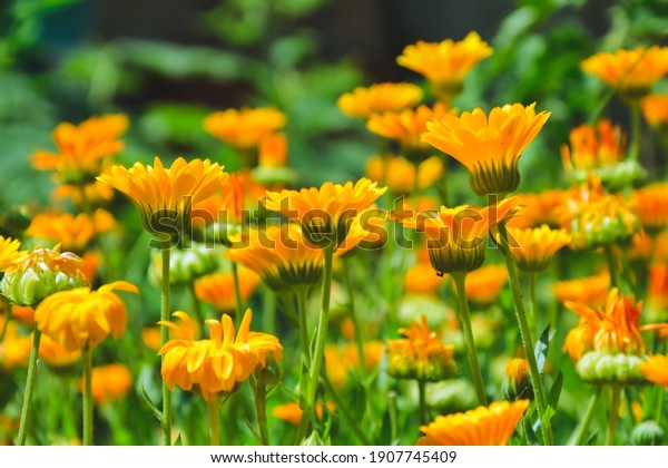 Calendula\
flowers. Marigold herbal plant. Beautiful flower in wild nature.\
Garden herb blossom. Calendula fresh\
bloom.