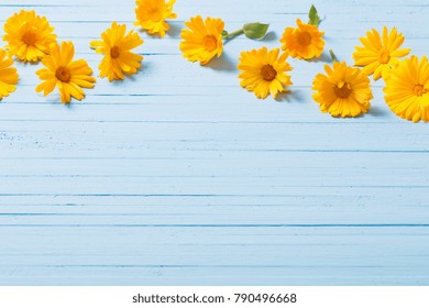 calendula flowers on blue wooden background