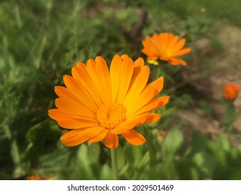 Calendula-Blumen auf orangefarbenem Hintergrund