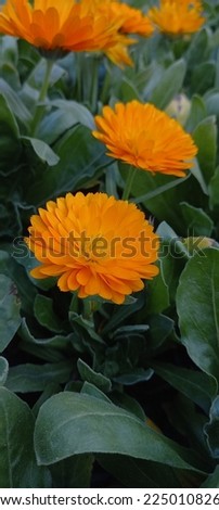 Calendula is a genus of about 15–20 species of annual and perennial herbaceous plants in the daisy family Asteraceae that are often known as marigolds. They are native to southwestern Asia,