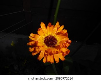 Calendula Or Indian Prince Flower