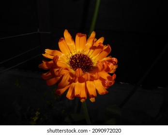 Calendula Or Indian Prince Flower