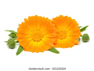 Calendula Isolated On White Background