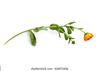 Calendula Isolated On White Background