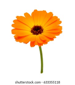 Calendula Isolated On The White Background