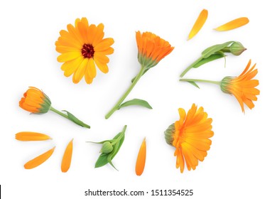 Calendula. Marigold flower isolated on white background. Top view. Flat lay pattern