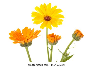 58,214 Marigold White Background Images, Stock Photos & Vectors ...