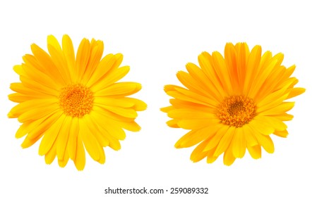Calendula. Marigold flowers with leaves isolated on white