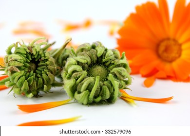 Calendula, Marigold Seeds On White Background