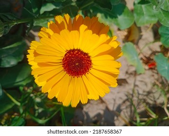 Calendula Officinali Is A Nontoxic Specie Of Flowers.