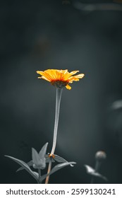 Calendula officinalis or called pot marigold is a plant that grows in the Mediterranean region. This flower can grow up to 61 cm, with leaves 5 to 15 cm long.