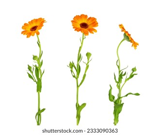Calendula officinalis flower isolated on white background. Marigold medicinal plant, healing herb. Set of three calendula flowers with leaves and stem. - Powered by Shutterstock
