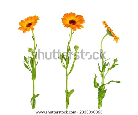 Calendula officinalis flower isolated on white background. Marigold medicinal plant, healing herb. Set of three calendula flowers with leaves and stem.