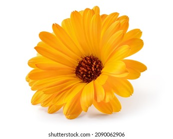 Calendula. Calendula officinalis flower isolated. Orange marigold on white background. - Powered by Shutterstock